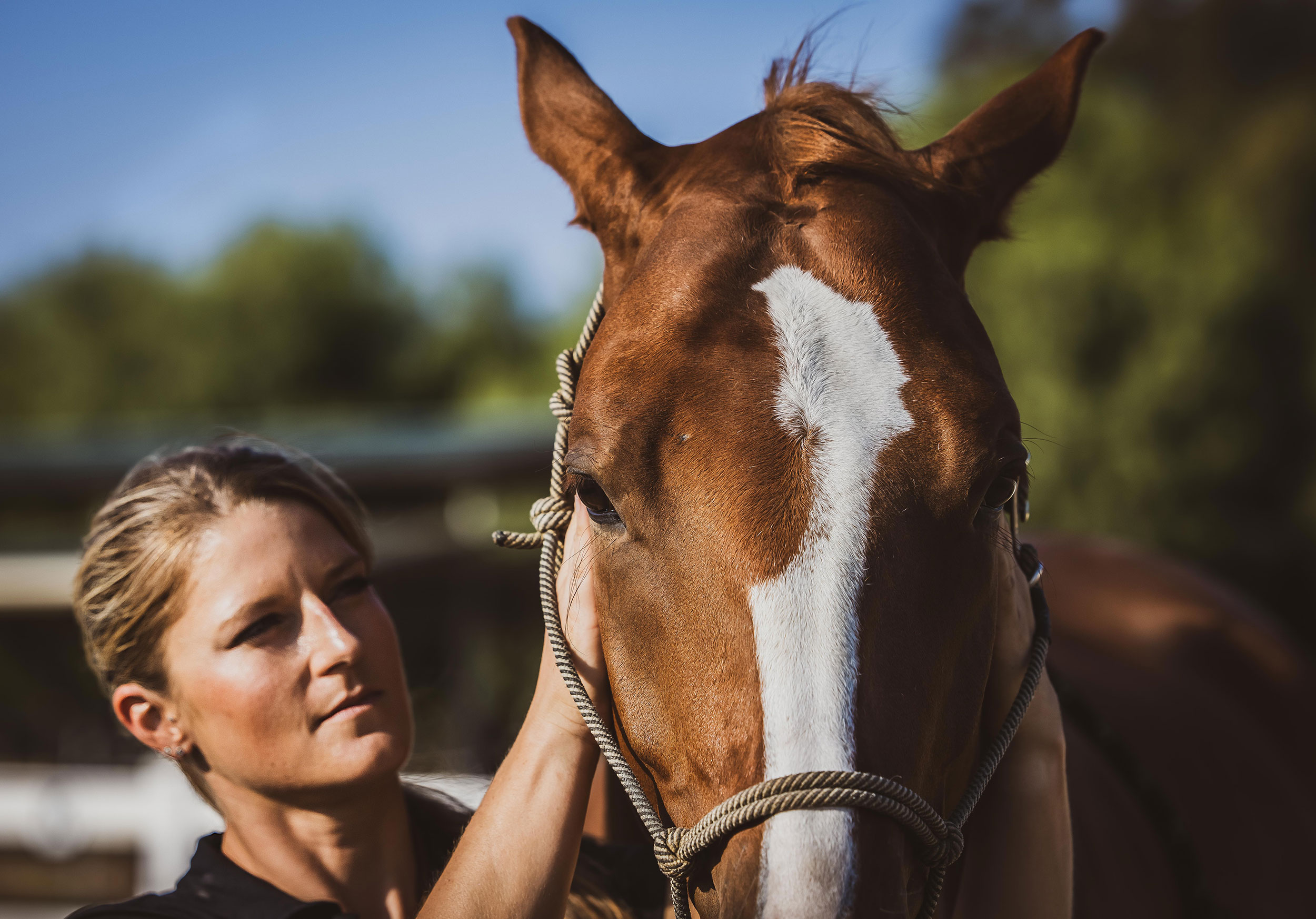 Contact Momentum Equine Sports Therapy